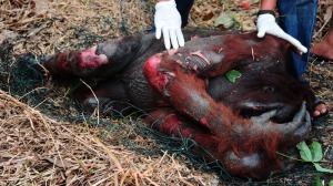 An Orangutan that was burnt while workers of a plantation were trying to rid him from the area.