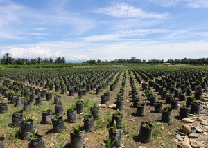 Palm Oil Plantation in Sumatra, Indonesia.